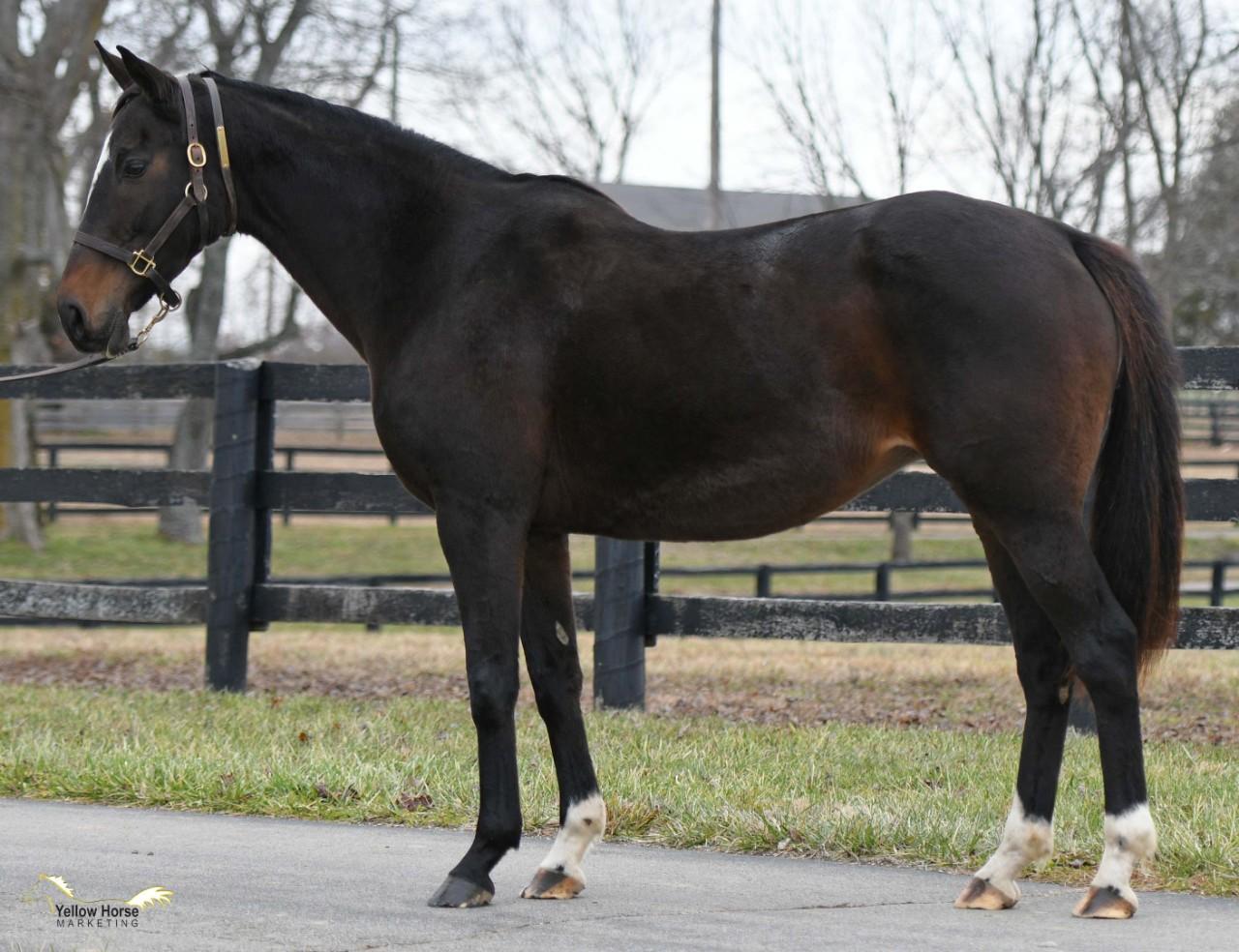 Stakes Producing Broodmare in foal to Gormley