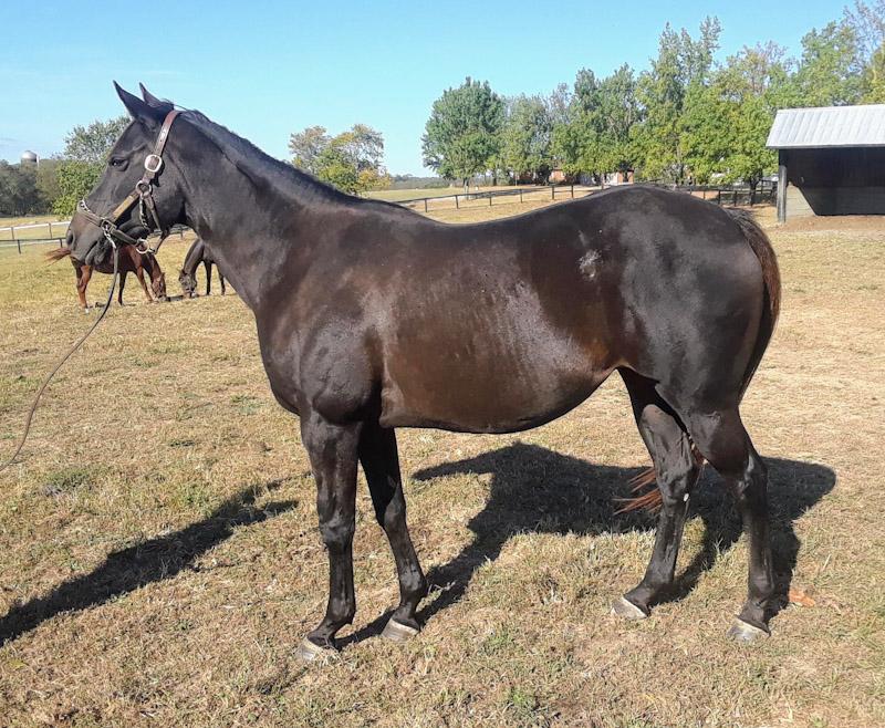 Nice Northern Afleet mare i/f to Commissioner. Price reduced!!