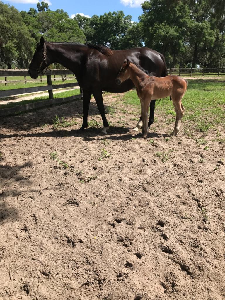 Born to Jazz with Rogueish Colt