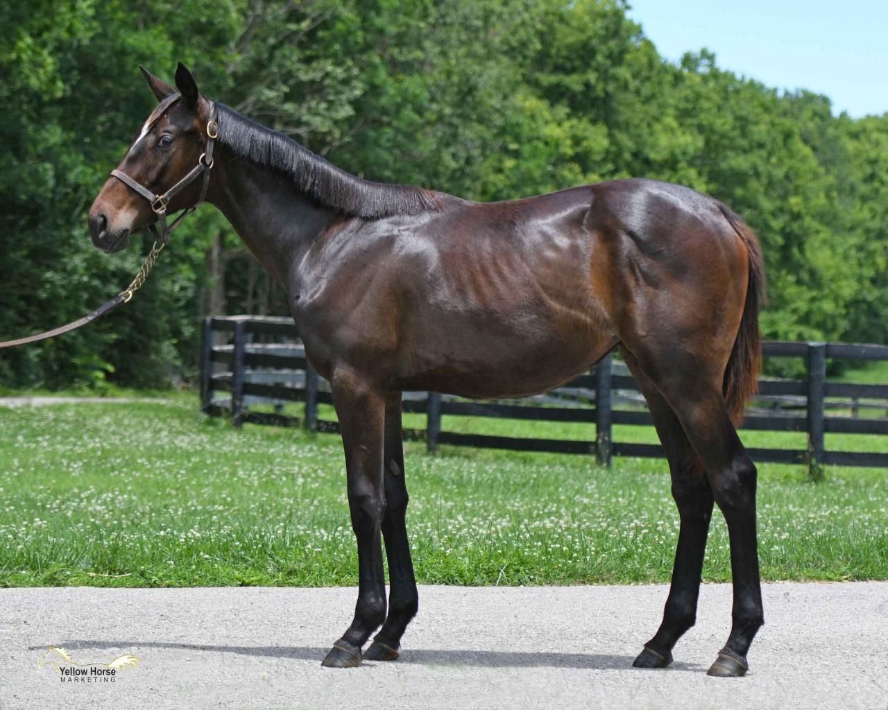 MACLEAN&#039;S MUSIC FILLY , NY BRED - PACKAGE PRICING AVAILABLE