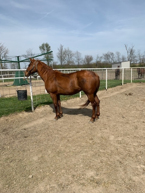 Candy Ride Mare In Foal To Coal Front