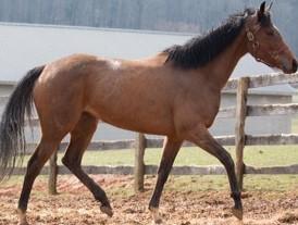 1/2 to MGSP o/o MGSP, 4 wins $100k+ in-foal to first year G1 SW son of Speightstown