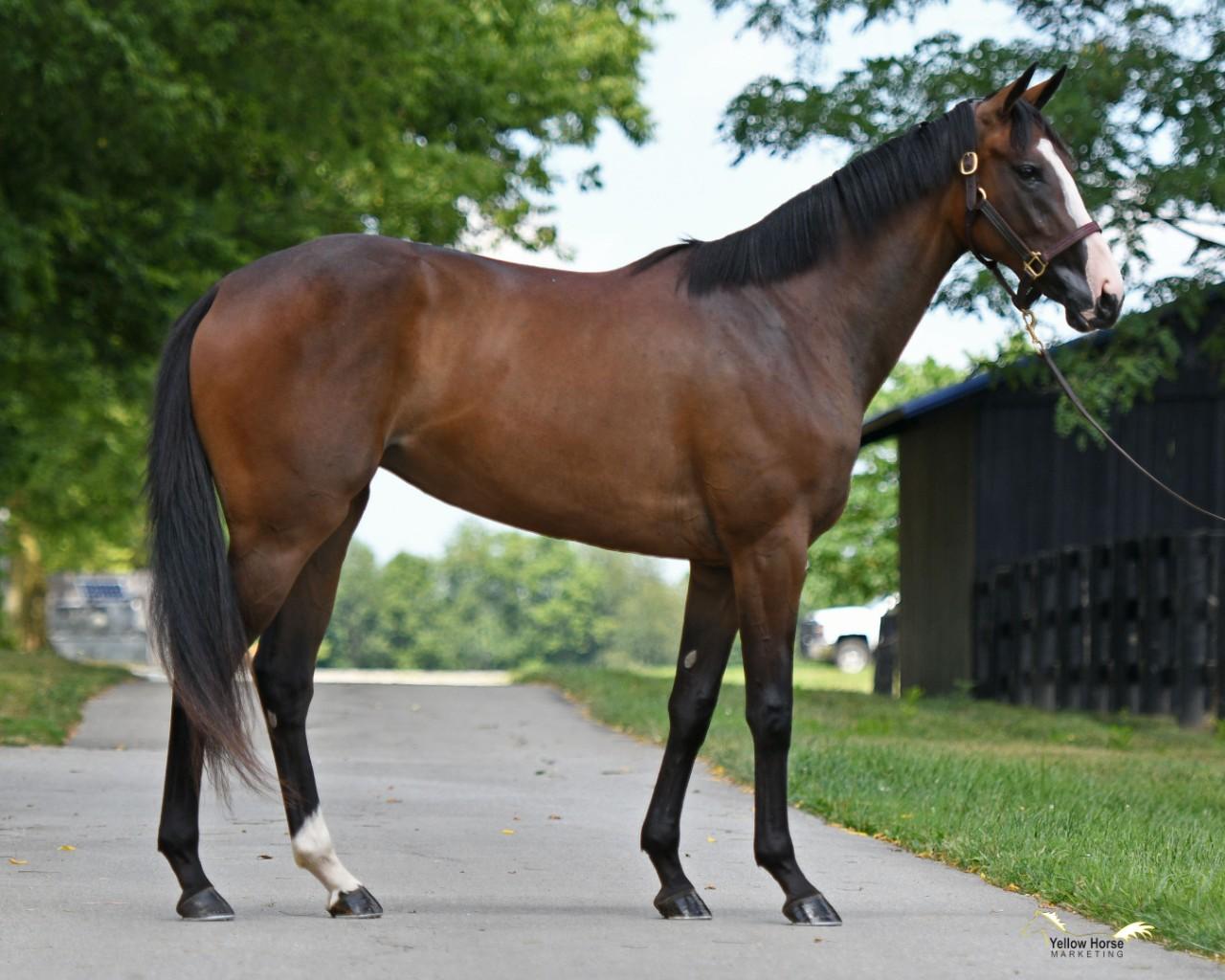 NY-Bred 2yo Filly by PAYNTER o/o Super Stakes Mare