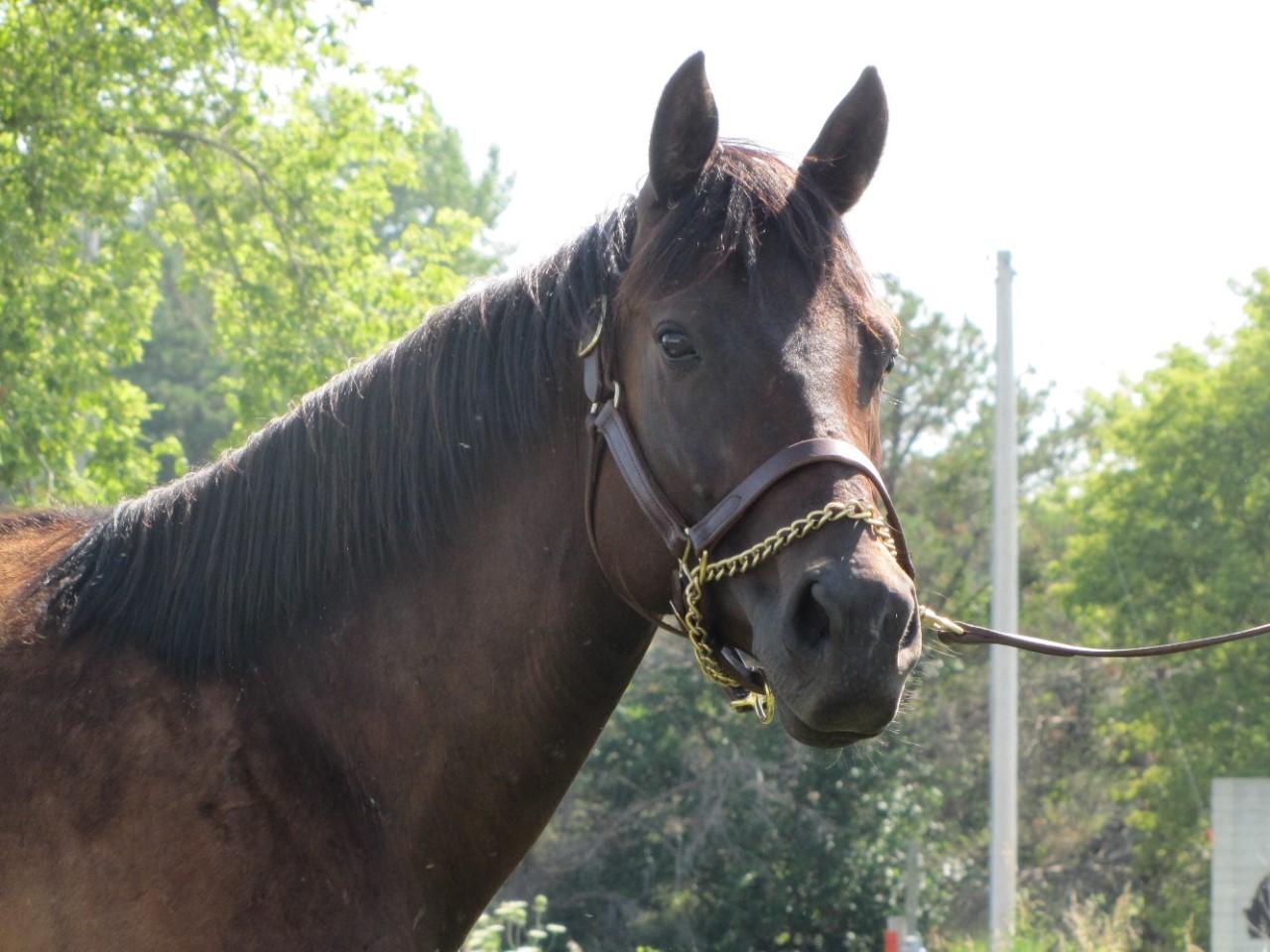 Maiden mare - 1/2 to multiple stakes winner 2019