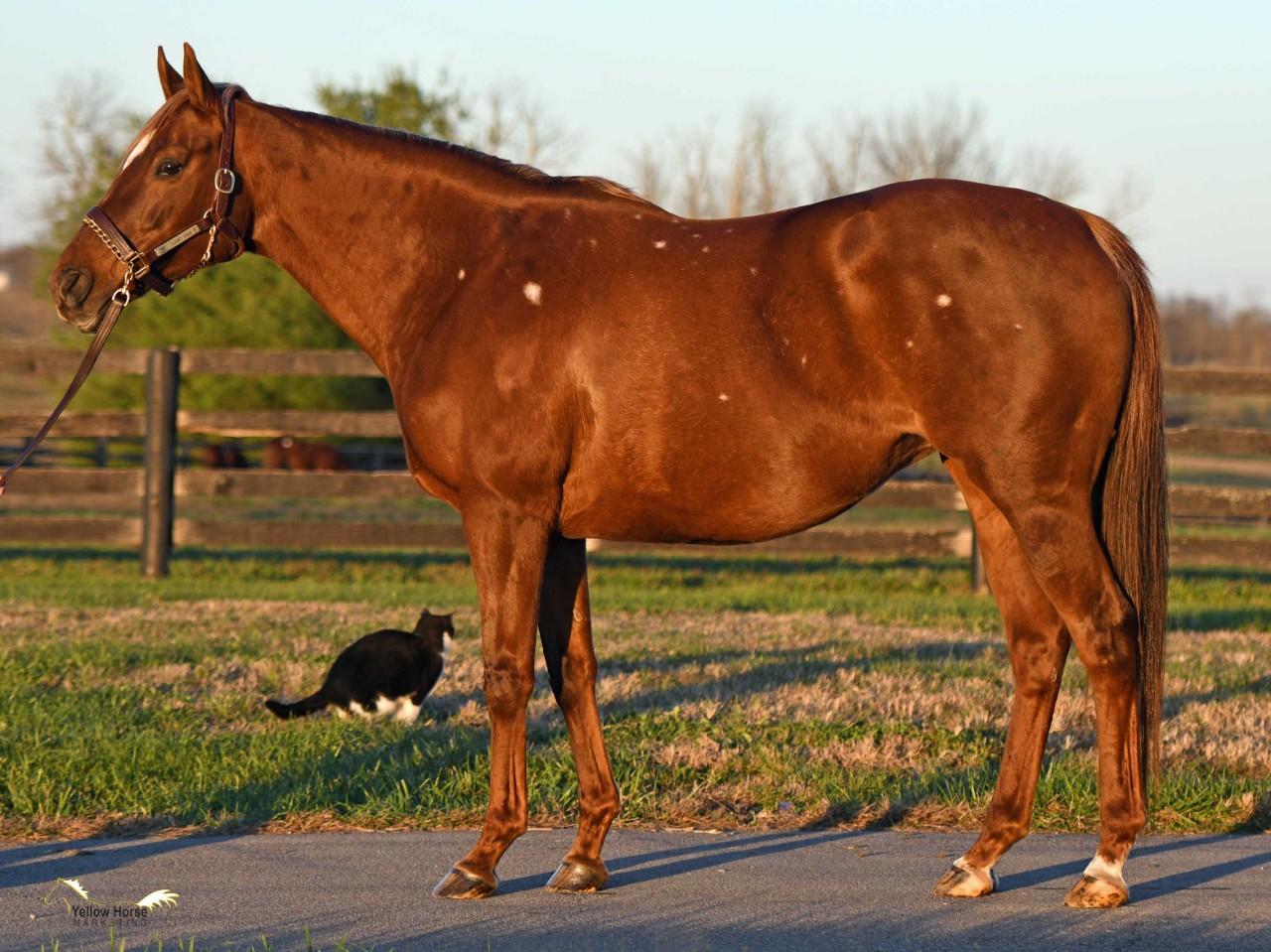 Colored Thoroughbred mare in foal