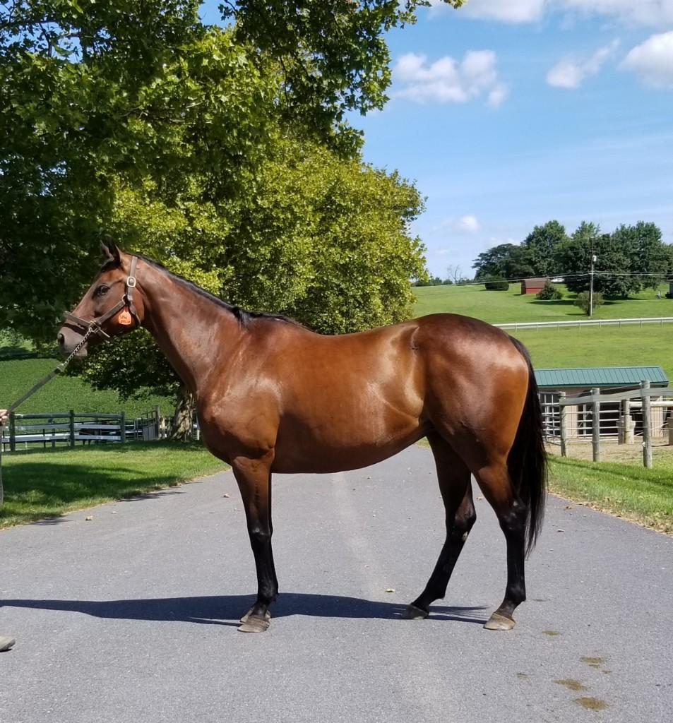 PA Resident Sky Mesa Mare, All Fees Paid to Bullsbay