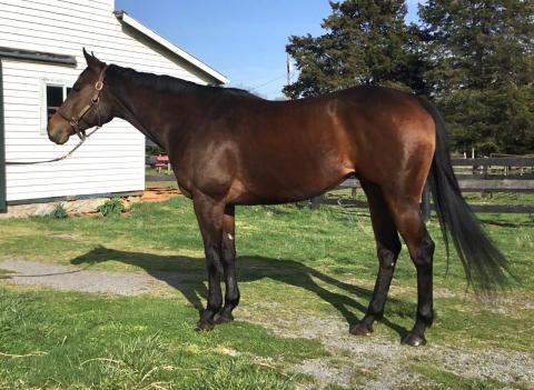 Attractive Candy Ride Mare - TRACING GOLD 