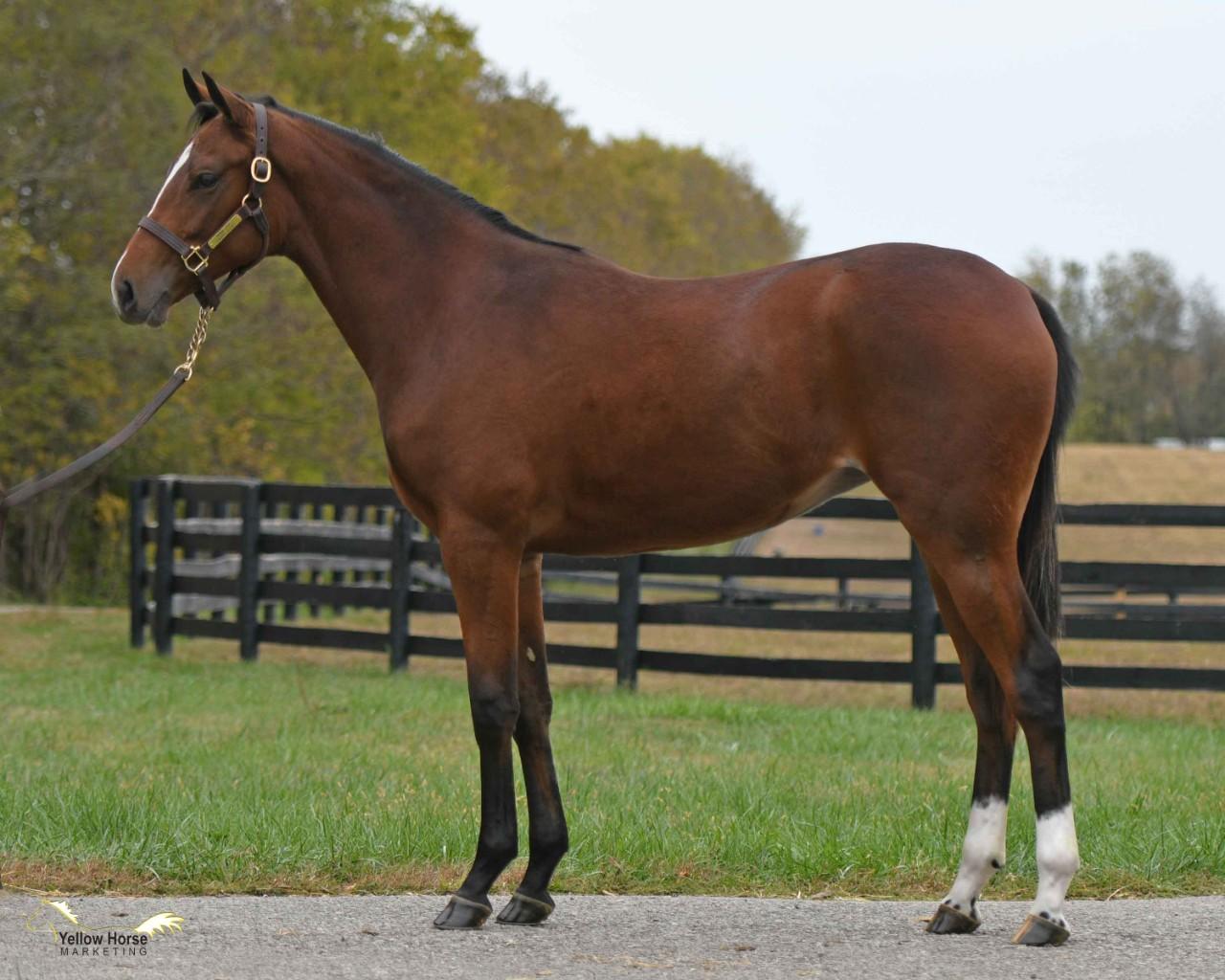 HONOR CODE Yearling Filly