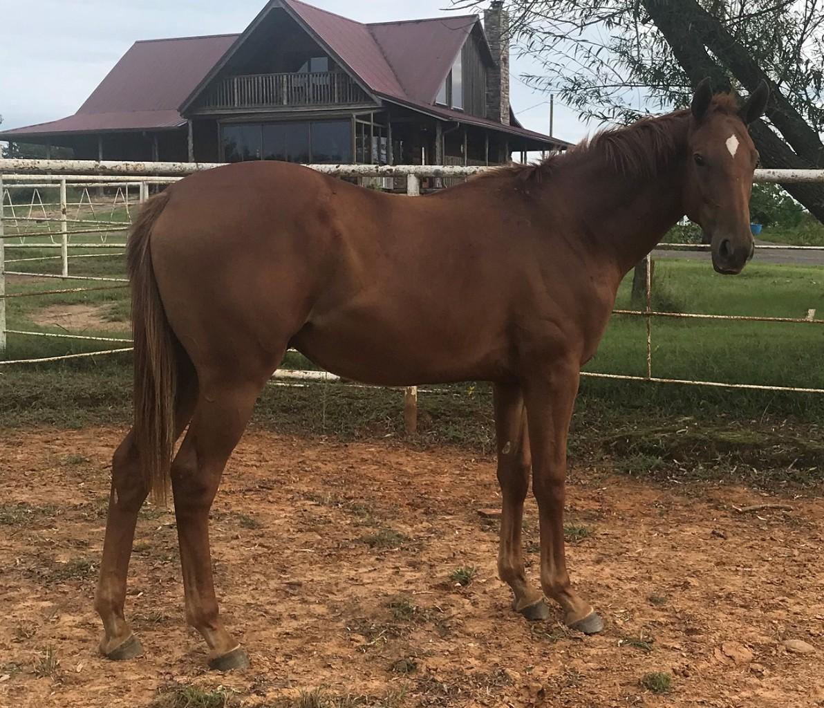 Ark accredited colt out of allowance winning mare