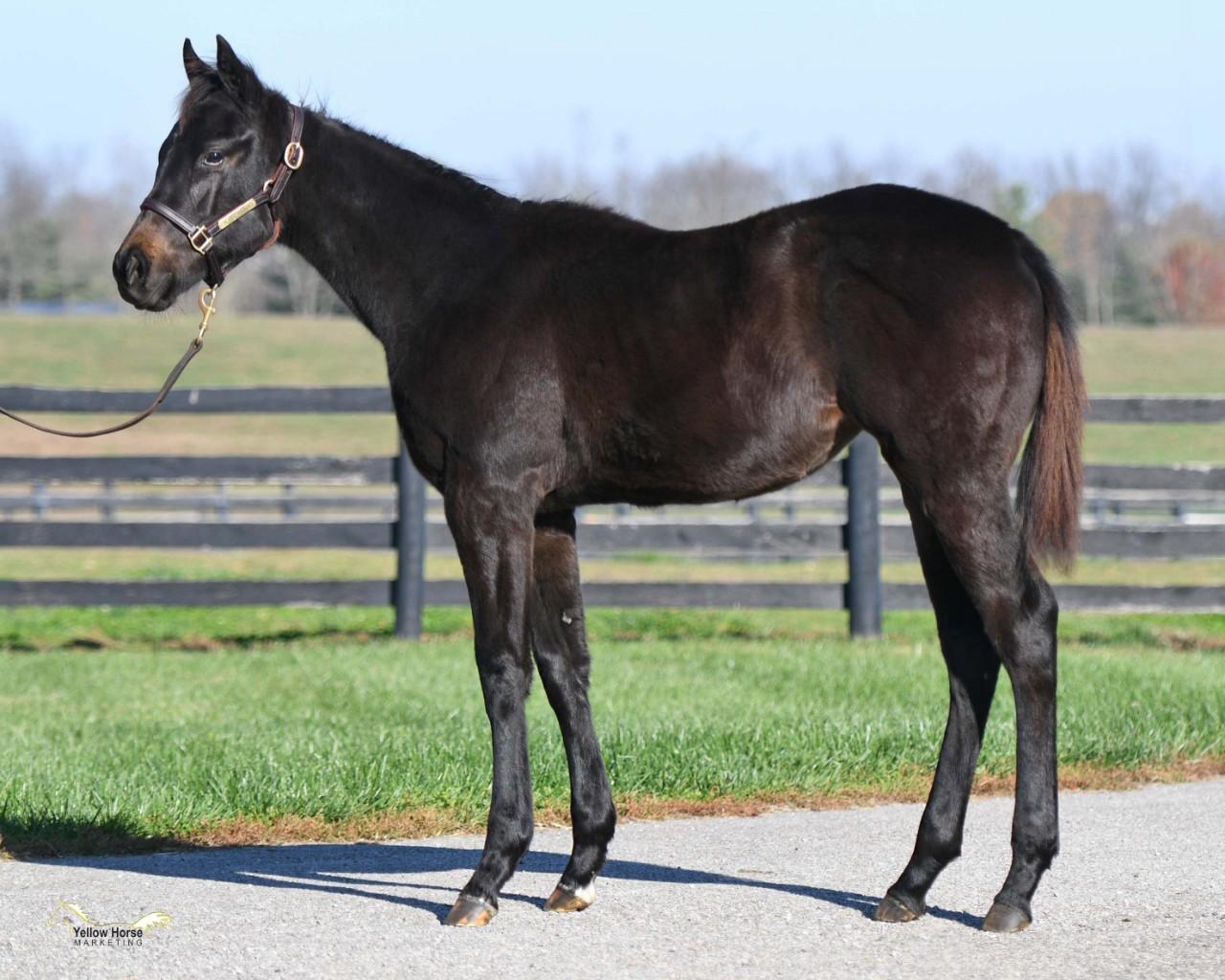 HONOR CODE Yearling Filly- Ontario Bred