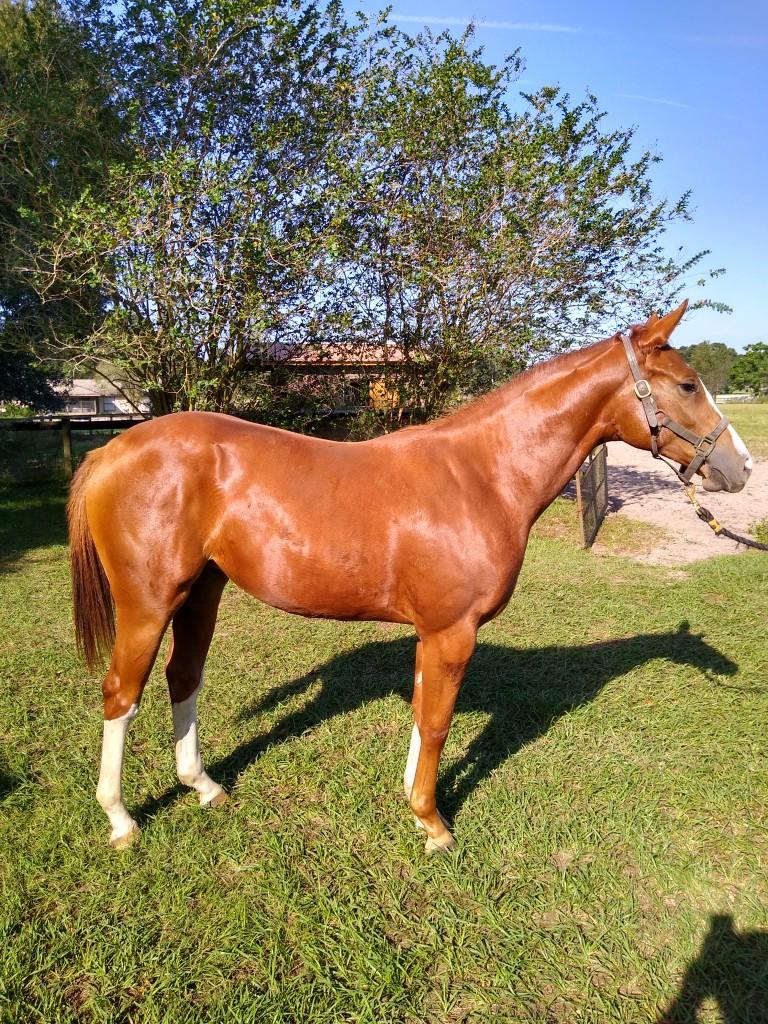 Thoroughbred yearling for sale