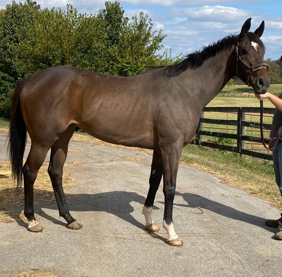 Maiden Stakes Mare Farm Lease
