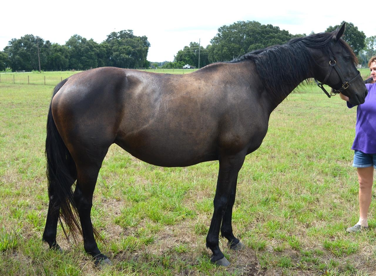 Rare ARCH Broodmare in foal to AMIRA&#039;S PRINCE 