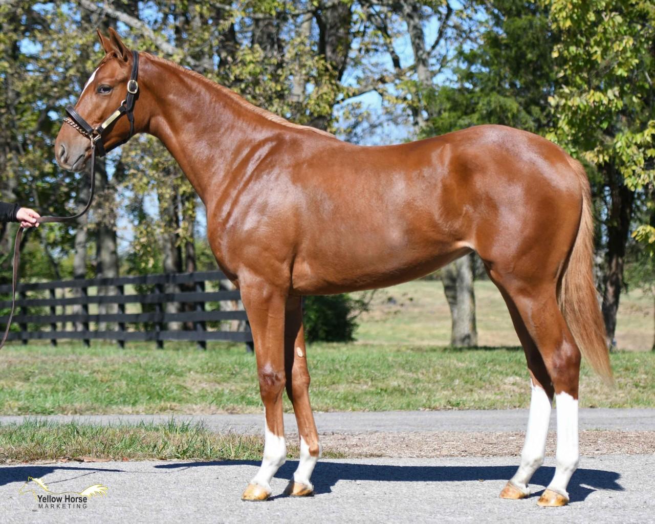 TAPITURE Yearling Filly