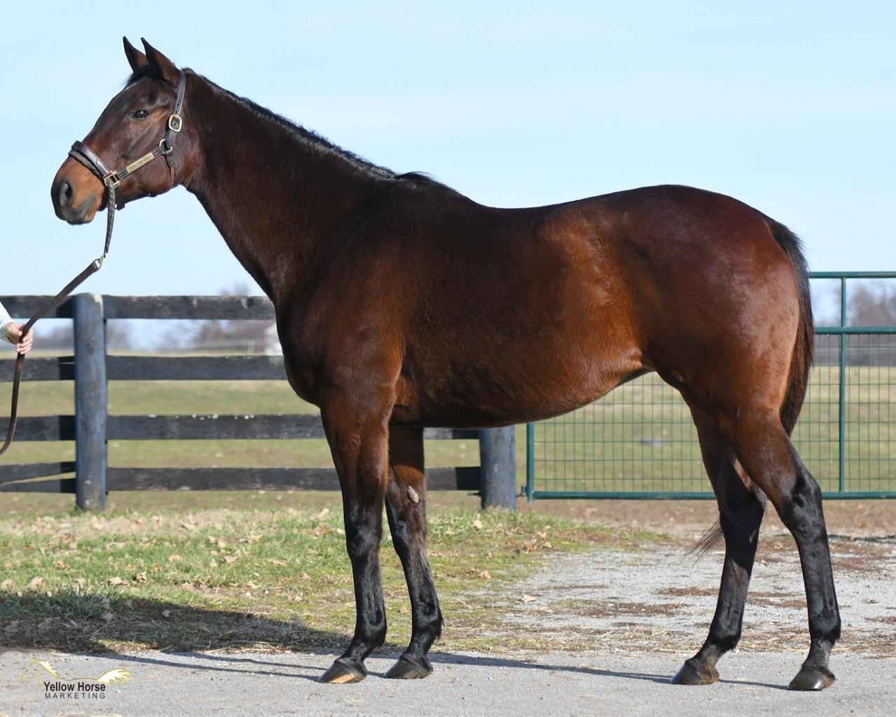 REDUCED! Distorted Humor mare in foal to Mr. Speaker
