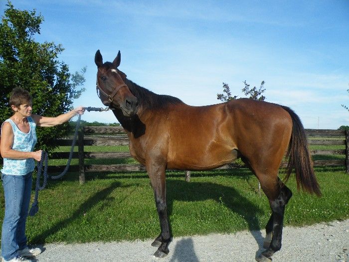 Swain mare in foal to Glasnost