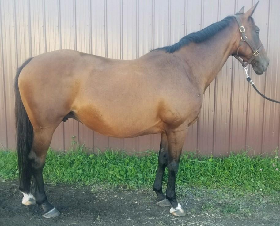 Cuvee mare in-foal to Frost Giant - MUST SELL!