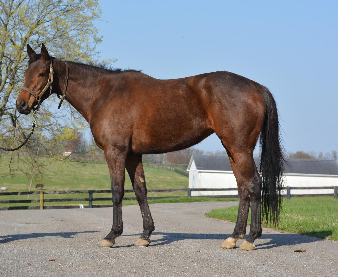 1/2 sister to PINK CHAMPAGNE in foal to COMPLEXITY