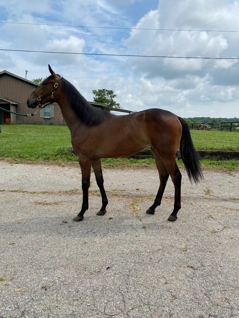 2 Year Old filly by Firing Line NEW PRICE
