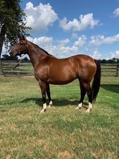 Mare in foal to New Sire Free Drop Billy