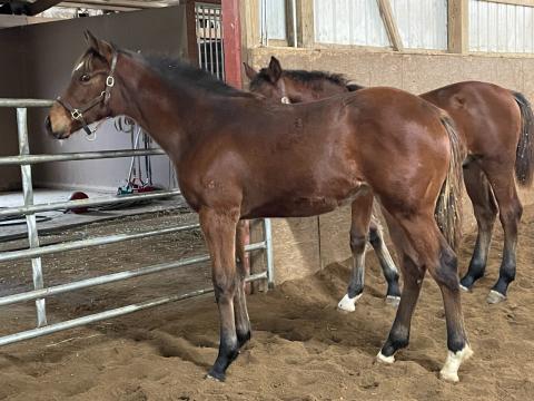 A++nick filly by Texas Red