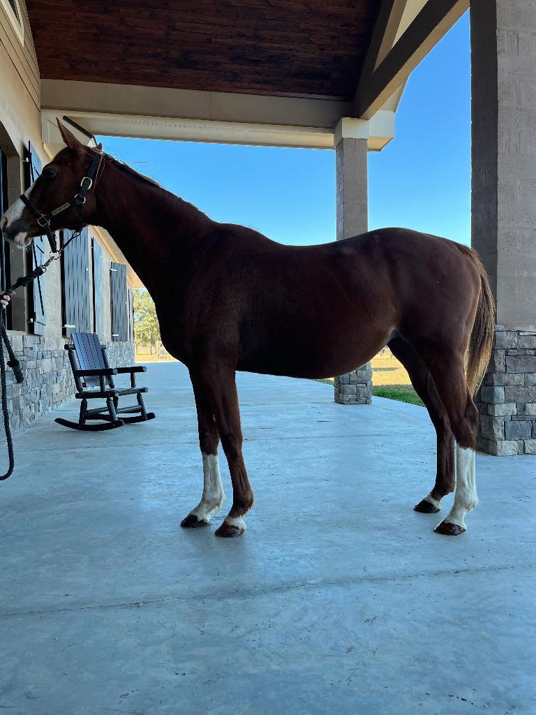 Pride Reduced*** Due in Feb*** Stormy Atlantic Broodmare in foal to 1st year stallion and track record setter Cutting Humor!!!