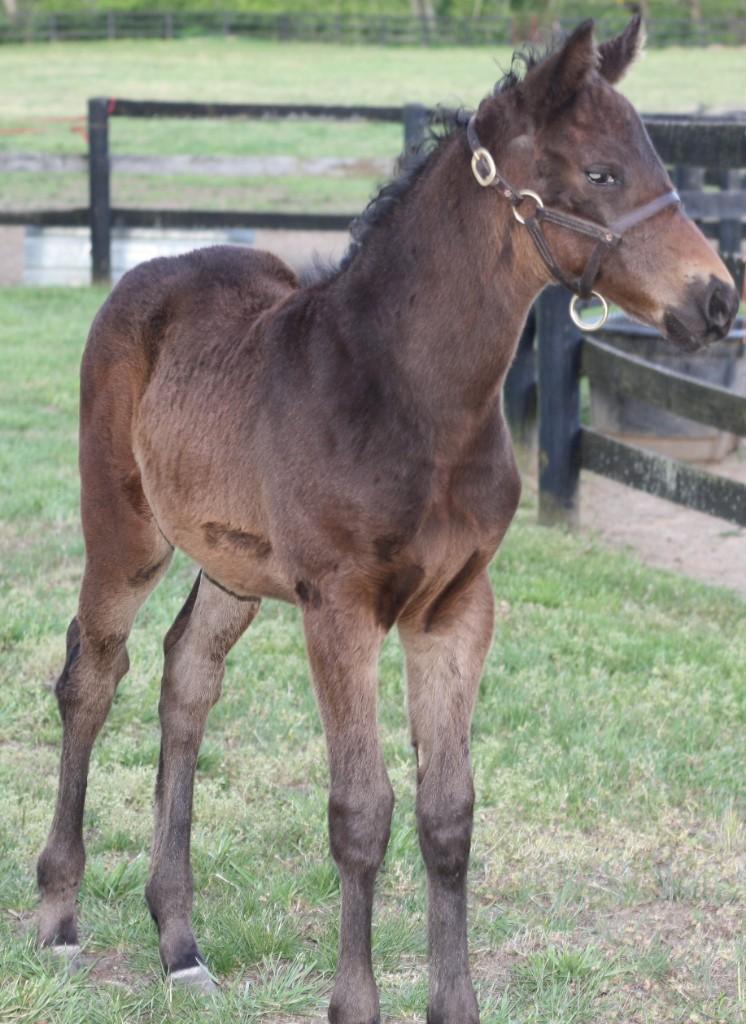 PENDING 3 in 1 package. Malibu Moon mare in foal for 2021 with Cloud Computing 2020 filly at side