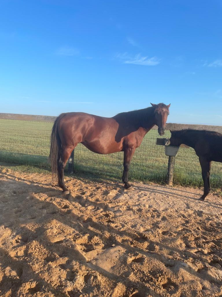 Desant in foal to Coal Front