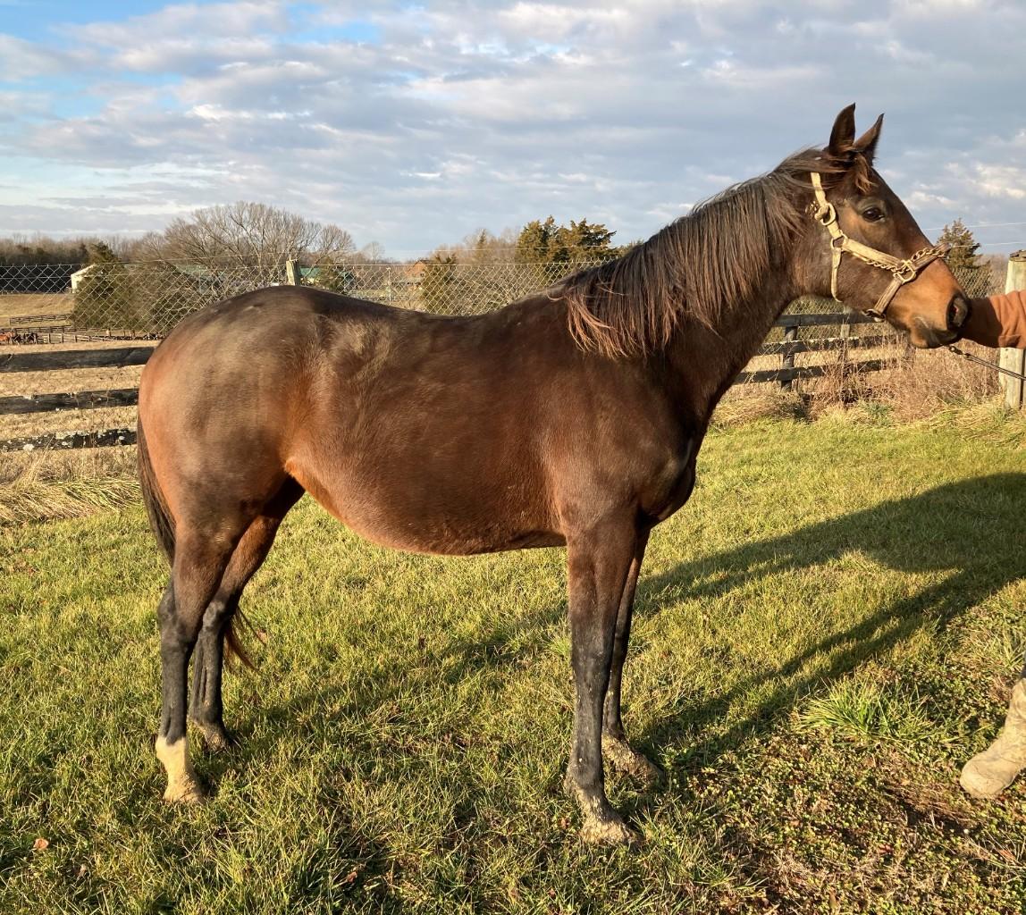 6yr old Take Charge Indy Mare, in foal for the first time on one cover