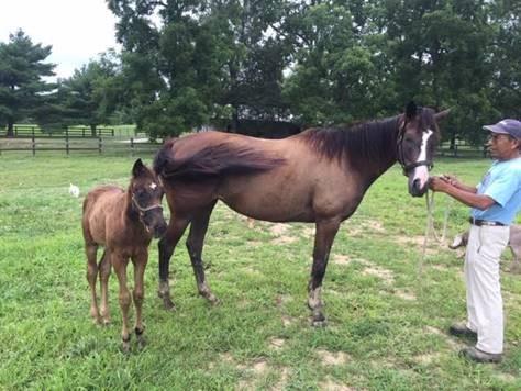 Package Deal - Mare and Foal