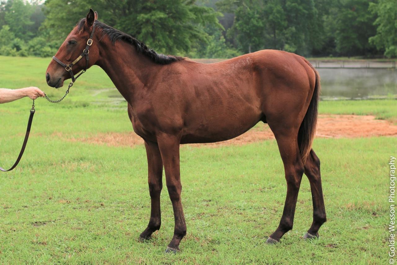ORB COLT - PACKAGE PRICING AVAILABLE