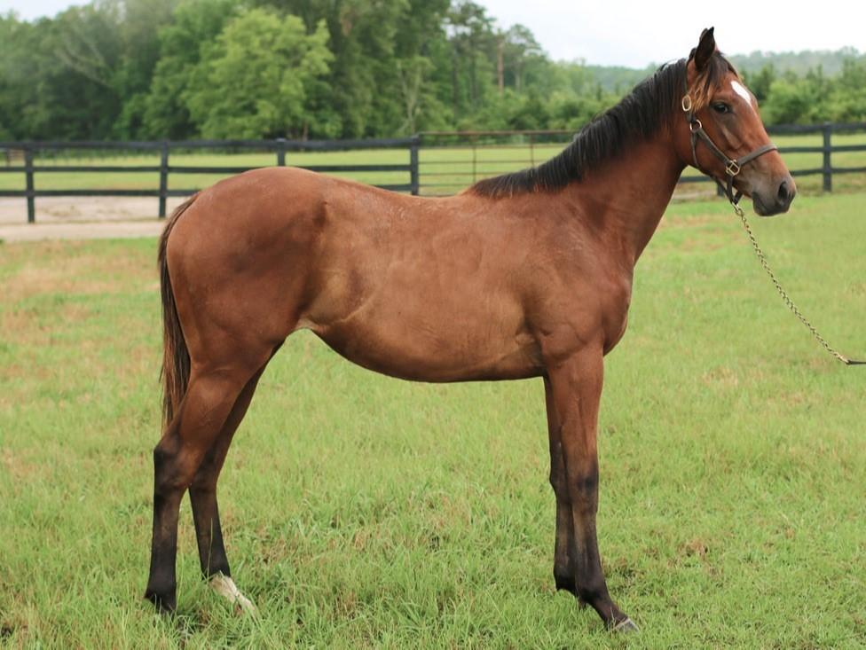 GEMOLOGIST FILLY - FINAL REDUCTION 