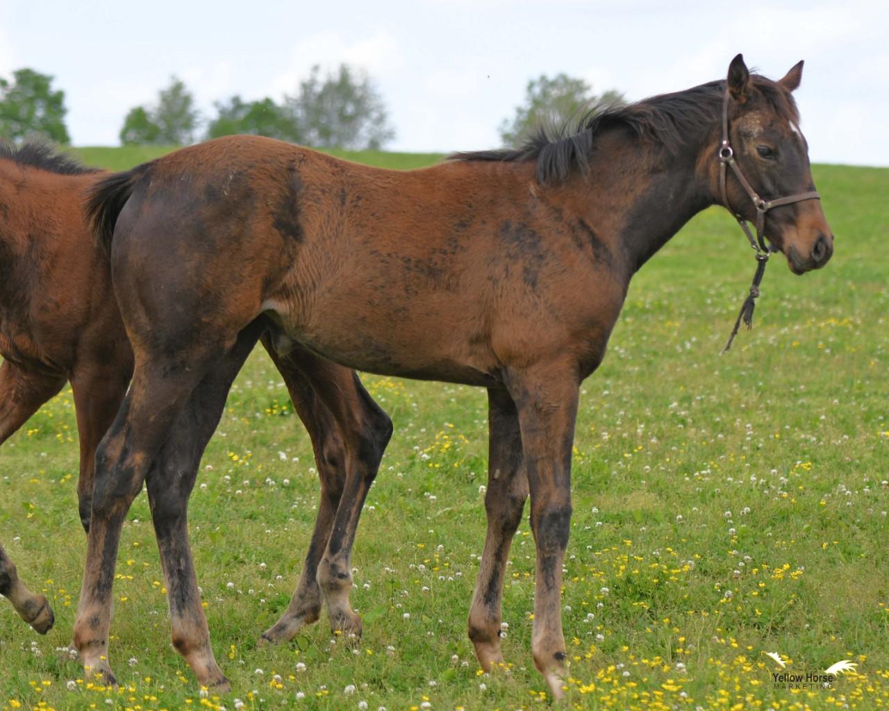 Steller filly from the immediate family of Hawkish and Winter Memories