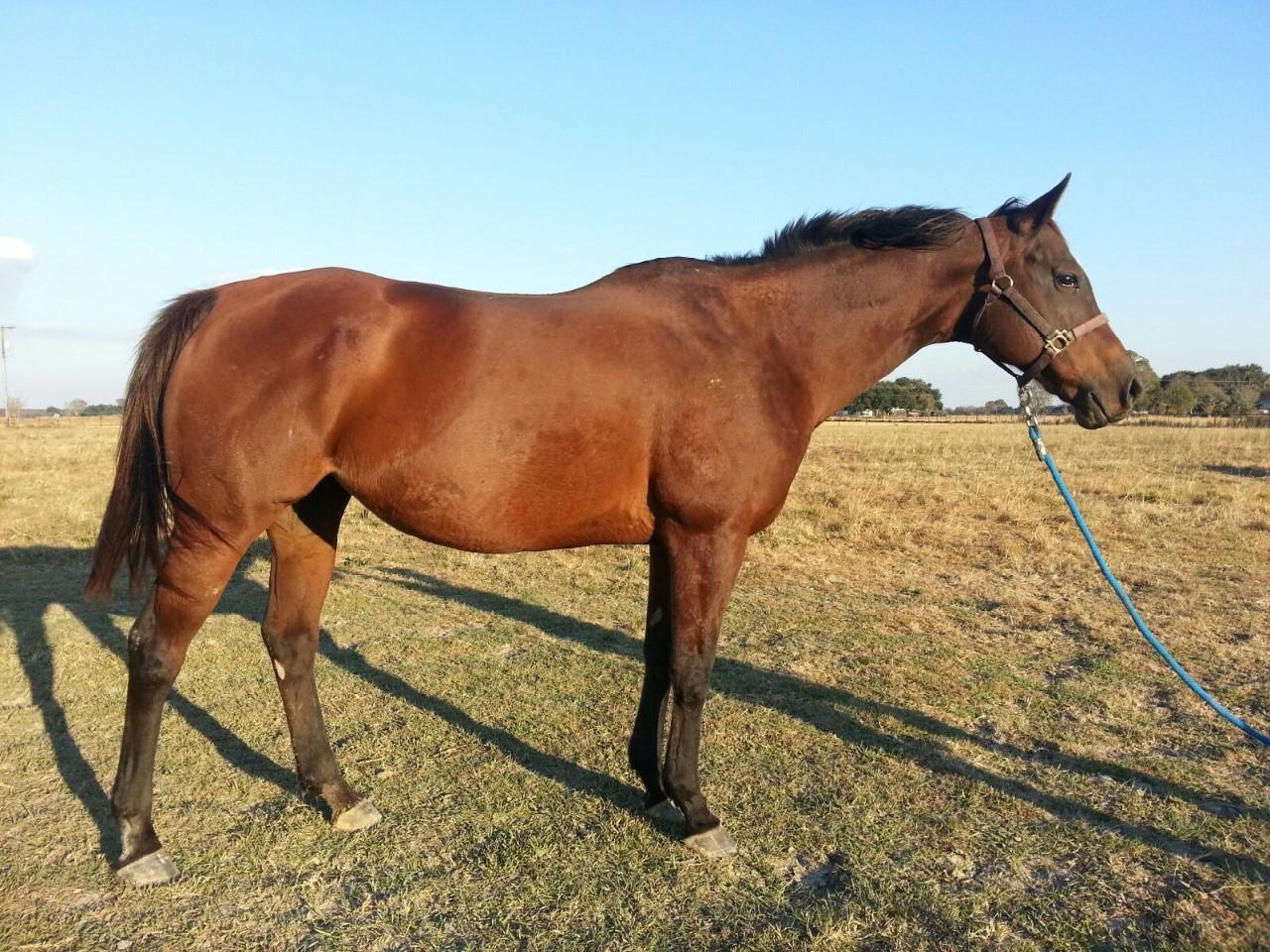 Northern Afleet mare ift Mobile Bay--Must Sell