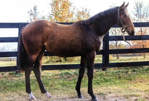 Classy Yearling Filly, by Graded Stakes Placed Winner