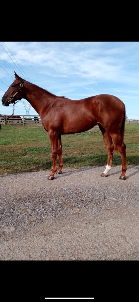 COMPETITIVE EDGE FILLY -NEW VIDEO ADDED