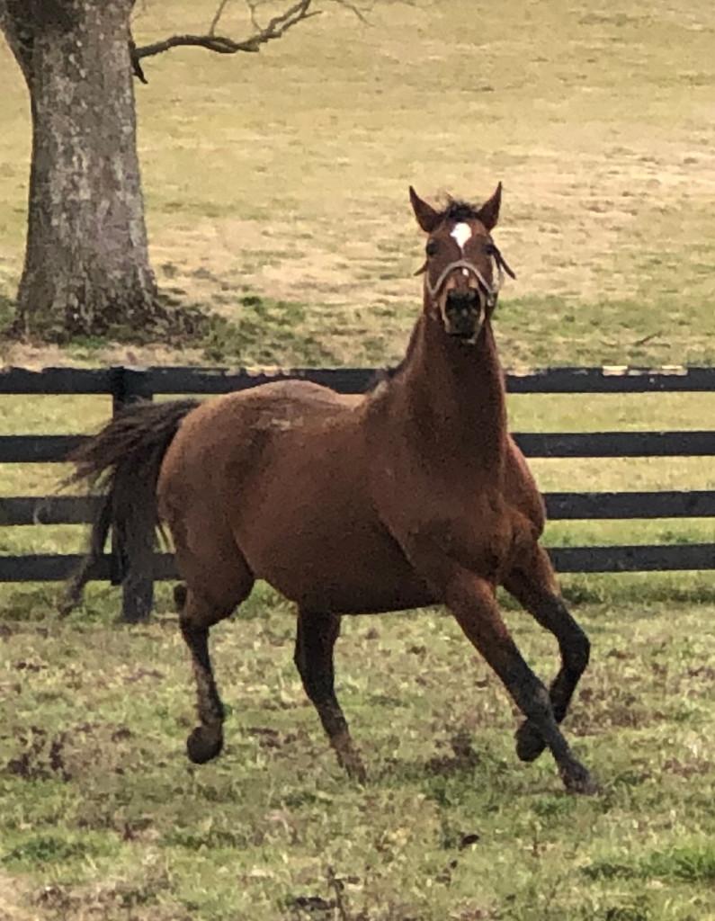 One Hundred Percent Producer in Foal to Carpe Diem