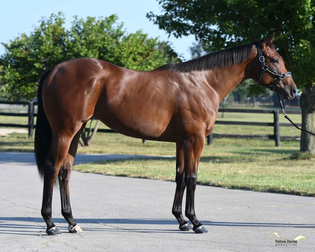 Yearling Filly by BAYERN 