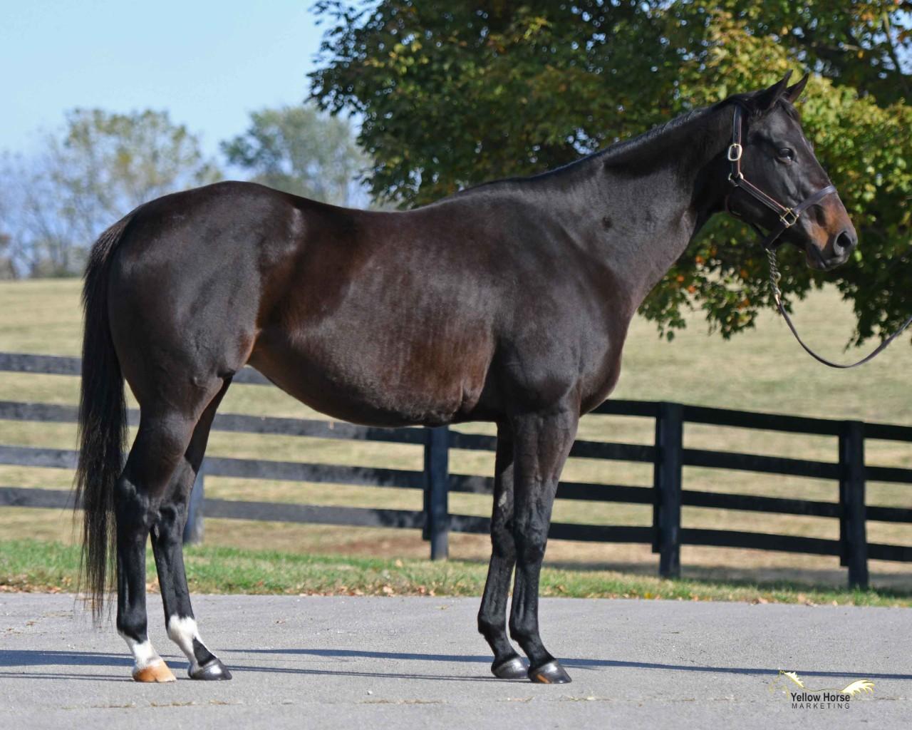 SMART STRIKE Mare in foal to CONSTITUTION