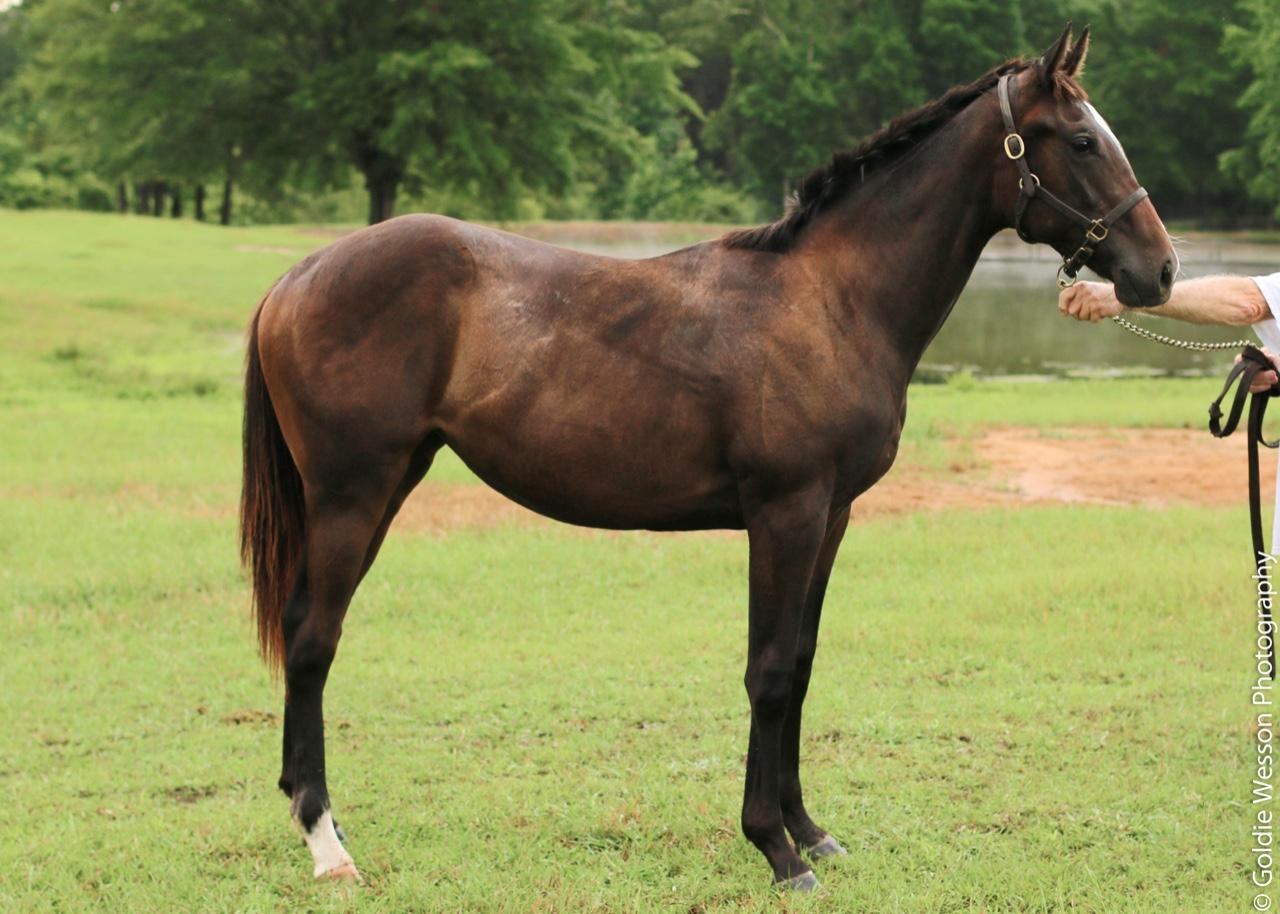 SUMMER FRONT FILLY - - PRICE REDUCED