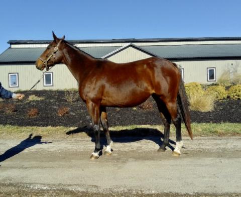 REDUCED TO SELL - PIONEEROF THE NILE MARE