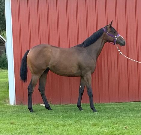Brody&#039;s Mine Yearling Filly