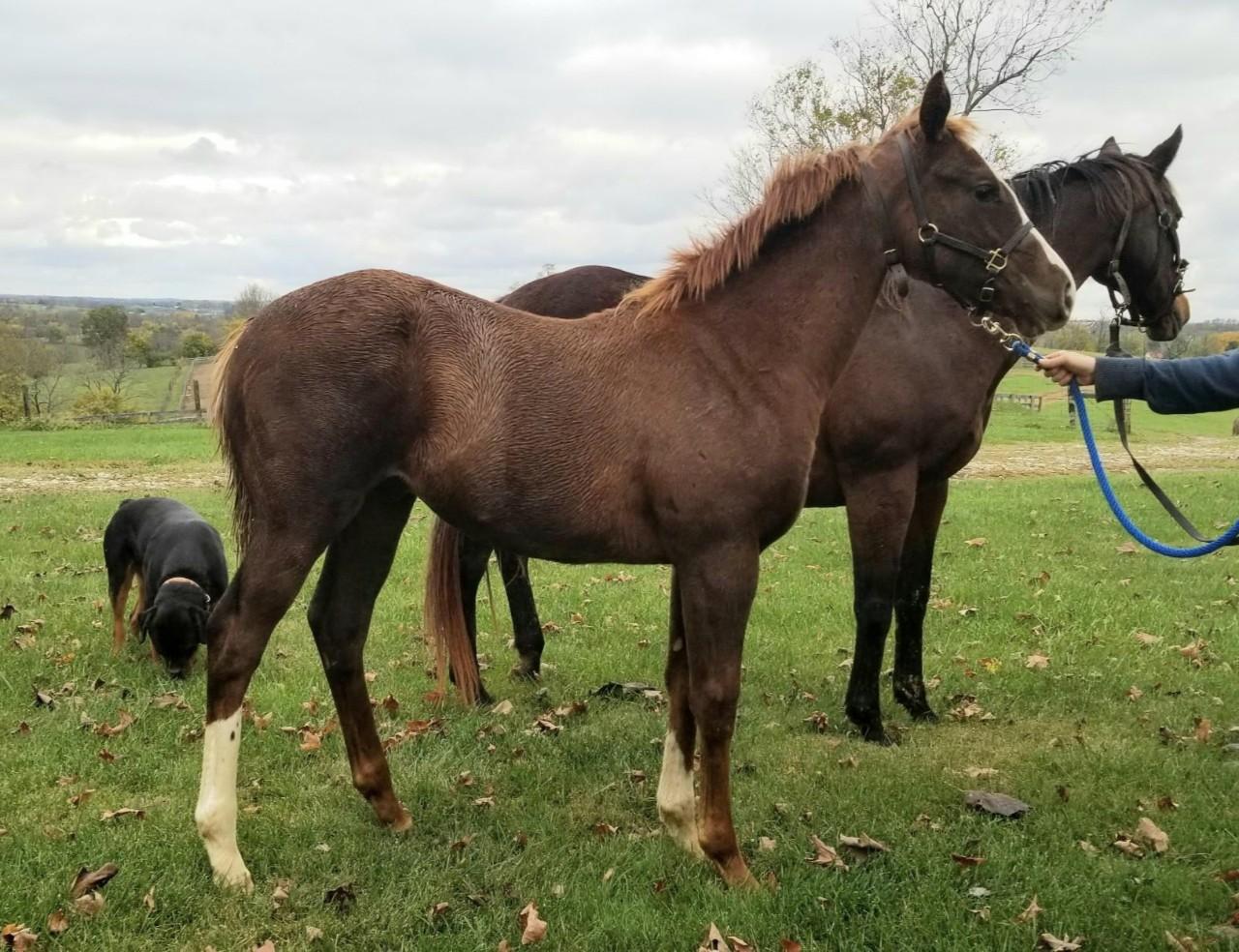 MOR SPIRIT WEANLING COLT OUT OF MULTIPLE STAKES PRODUCING MARE