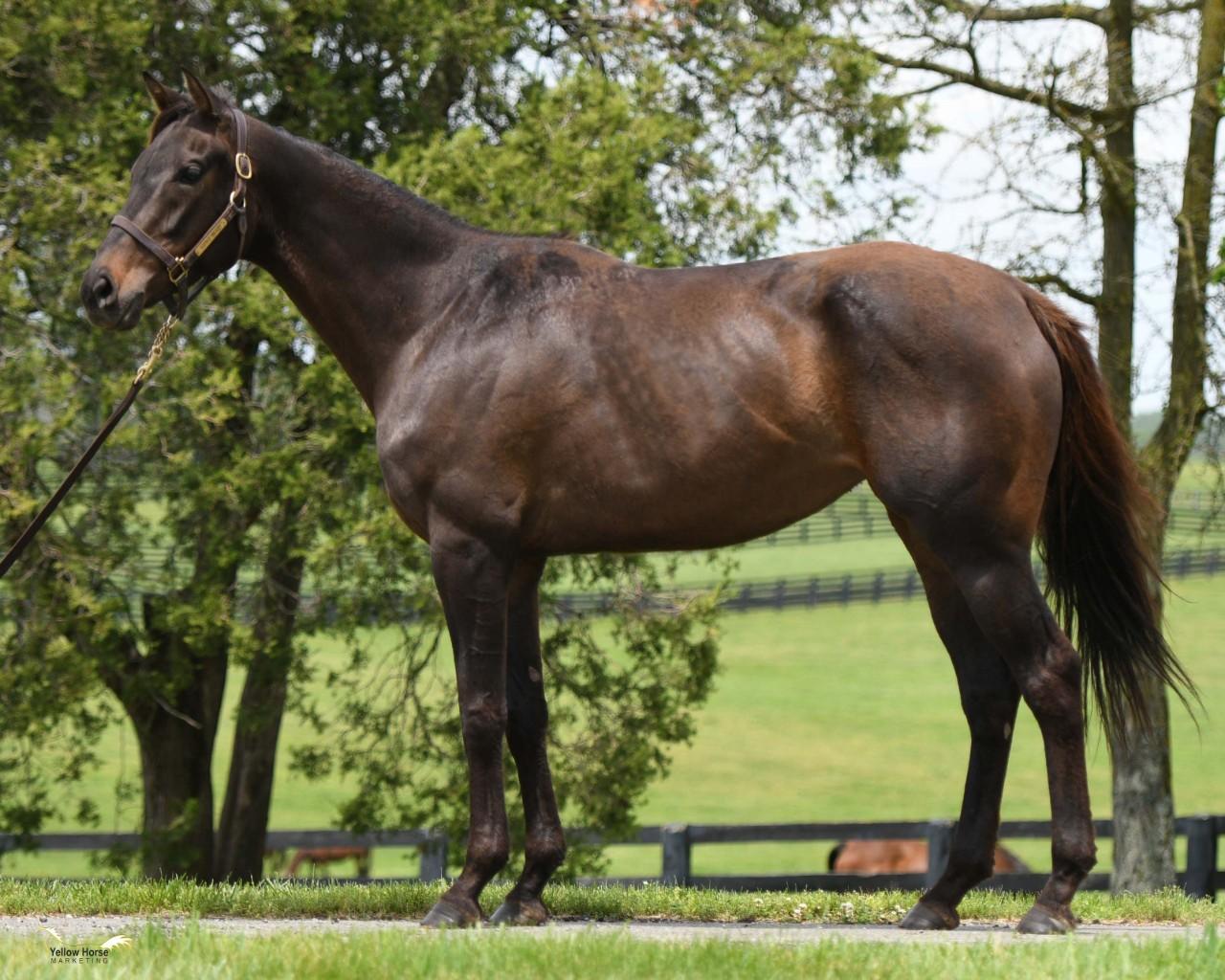 Young MORE THAN READY mare (with black-type updates!) IFT first year stallion!