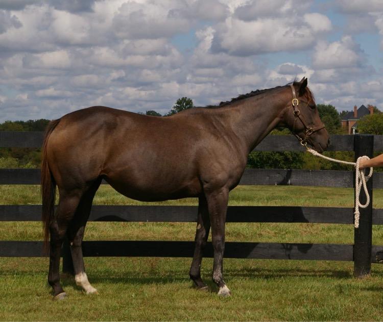 Oxbow/Pulpit Mare Classy Bows