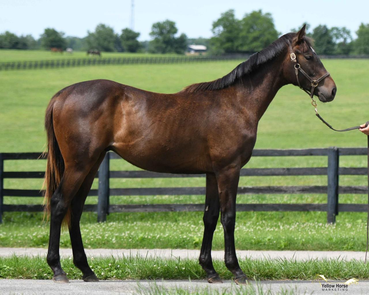 TAPITURE COLT,  OKLAHOMA BRED - PRICE REDUCED
