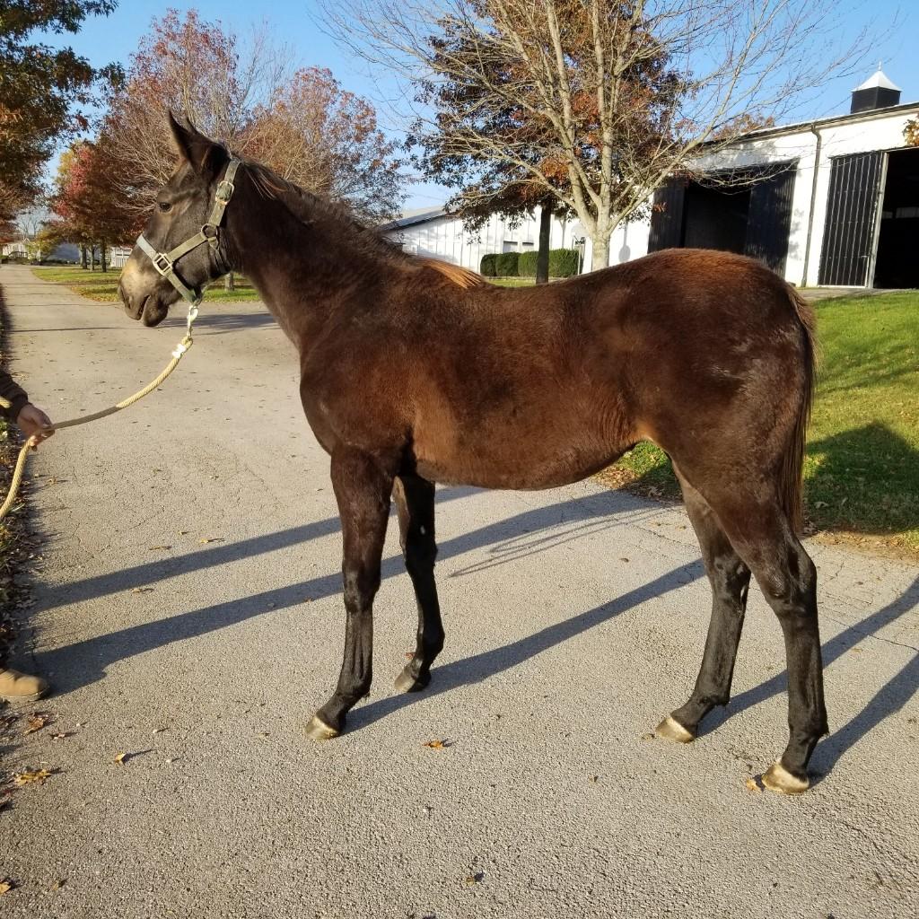 Medal Count filly out of Lost Soldier Mare