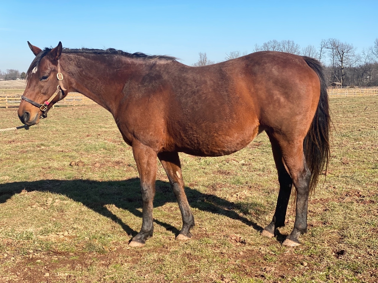 International Pedigree,  mare in foal to HIGHER POWER.
