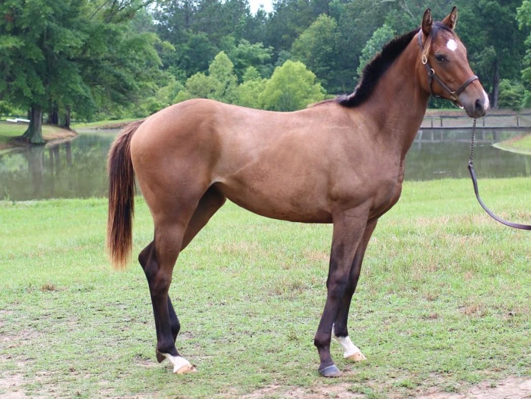 BODEMEISTER FILLY - PRICE REDUCED