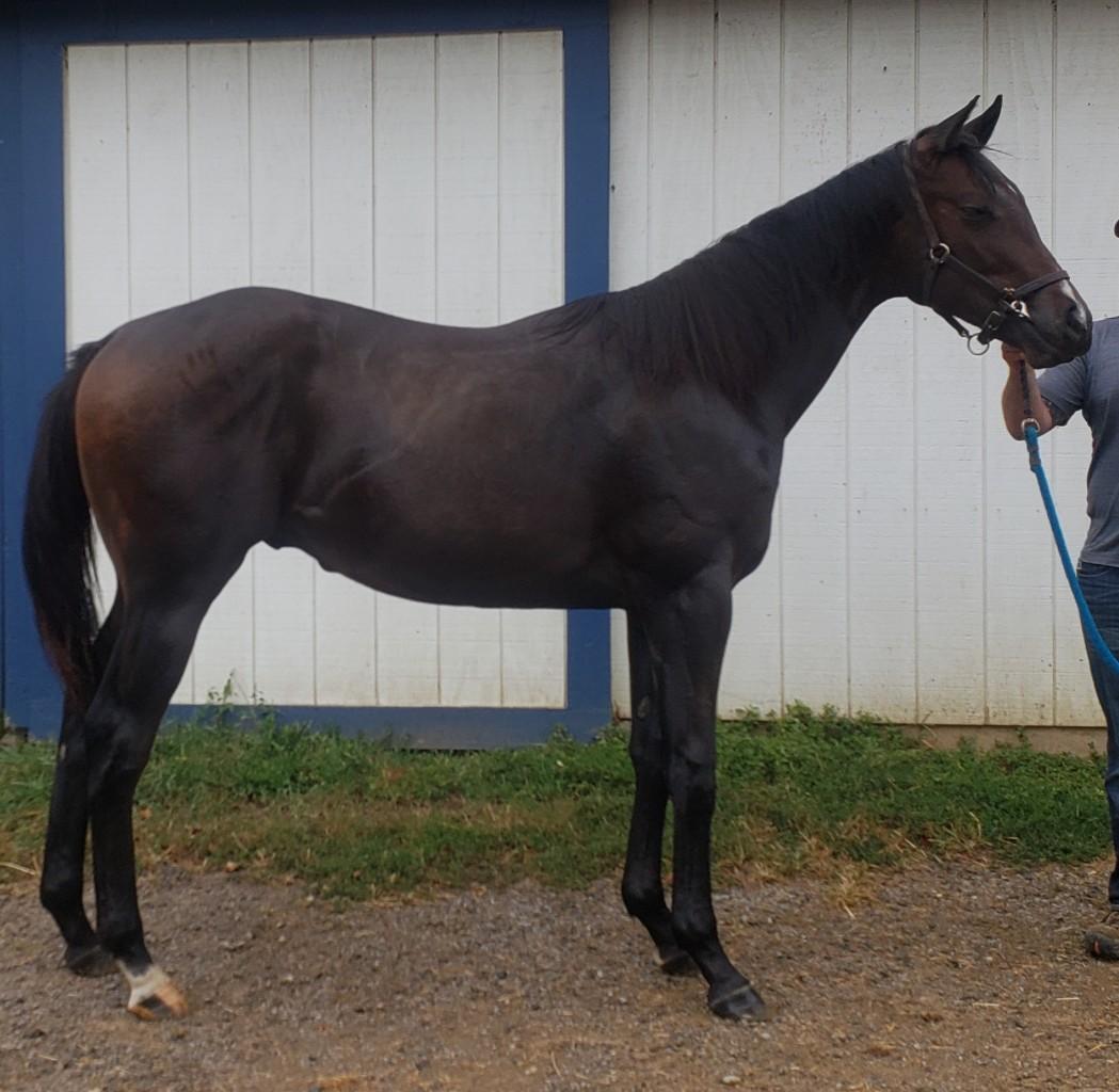 Yearling colt